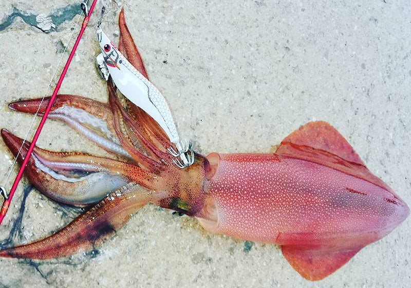 WHITE KILLER EGI 3.0