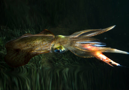 DTD REAL FISH EGI 3.0