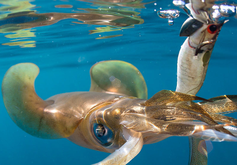 DTD REAL FISH EGI 3.0