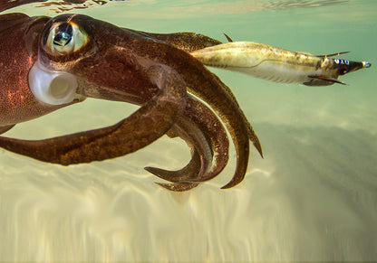 DTD REAL FISH EGI 3.0